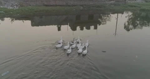 Aerial view of ducks gliding across the water's surface. Stock-Footage 330155836