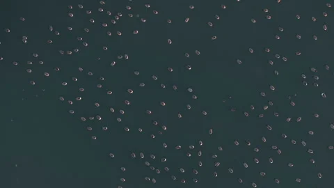 Aerial view of ducks on a pond Stock Footage 299769784