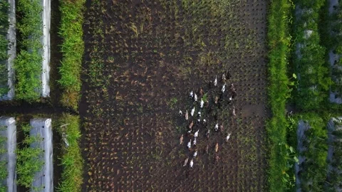 Aerial view of ducks in rice fields, Indonesia. Stock Footage 320104842