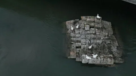 Aerial View of Ducks on a River Stock Footage 305001200
