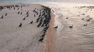 Aerial View. Ducks Takeoff. Ducks Ashore. Migration Of Ducks Stock Footage