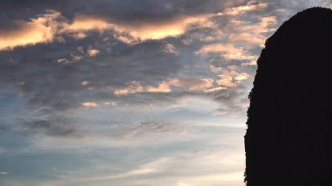 Aerial view during the evening of the bats that are flying out of the cave in Stock Footage 113624622