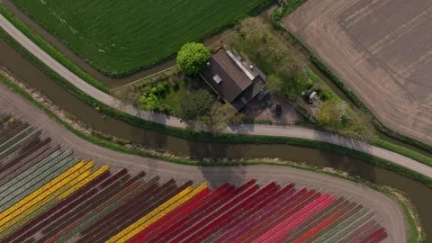 Aerial view of Dutch tulip fields arranged in geometric colorful patterns Stock Footage 313164628