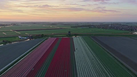 Aerial view of dutch tulip fields and windmills at sunset Stock Footage 340347545