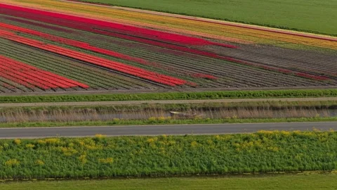 Aerial view of dutch tulip fields in bloom Stock Footage 342281504