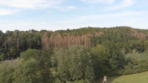 Aerial view of dying spruce trees surrounded by a green forest Stock Footage