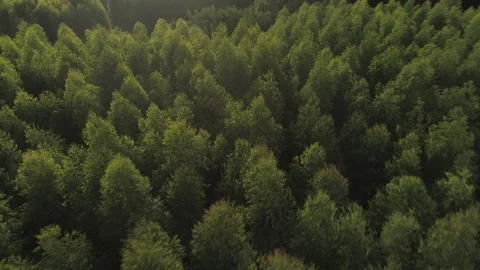 Aerial View of Dynamic Tree-line Flyover in Kauai, Hawaii Stock Footage 125813111