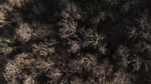 Aerial view of Eagle Gorge natural monument canyon cliffs in Dedoplistskaro 스톡 동영상 262045493