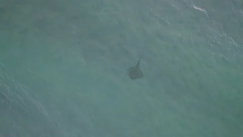 Aerial View Of An Eagle Ray Fish Swimming Under The Sea In Queensland, Stock Footage 234993902