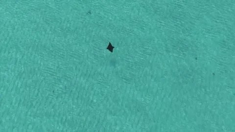 Aerial view of an eagle ray swimming in the Maldives. Stock Footage 340258684
