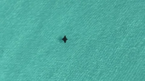 Aerial view of an eagle ray in the turquoise water, Maldives. Stock Footage 340258862