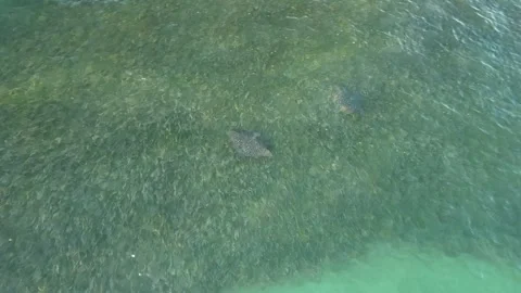 Aerial View of Eagle Rays in Clear Sea-02 Stock-Footage 322008612