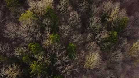 An aerial view of an early spring forest on a sunny day in a slow motion. Stock Footage 271337286