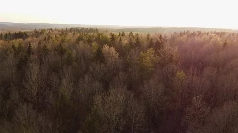 An aerial view of an early spring forest on a sunny day. Stock Footage 271337540
