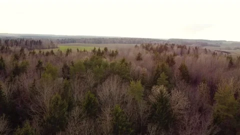 An aerial view of an early spring forest. An aerial view of spruce trees. Stock Footage 271337703