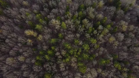 An aerial view of an early spring forest on a sunny day in a slow motion. Stock Footage 271338006