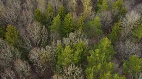 An aerial view of an early spring forest. An aerial view of spruce trees. Stock Footage 271338015