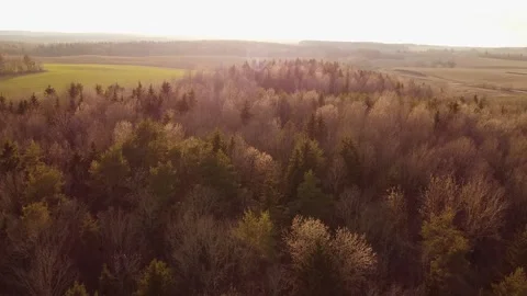 An aerial view of an early spring forest on a sunny day. Stock Footage 271338179