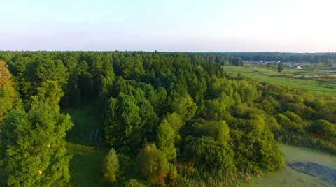 Aerial view of the edge of a cedar forest and swamp Stock Footage 67437586