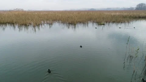 Aerial view of Efteni Lake at Duzce in Turkey Видео 145242318