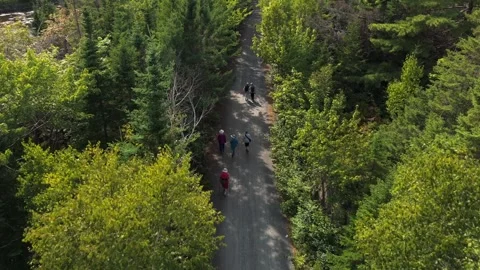 Aerial View Elderly Group Walking Gravel Trail Near Forest Lake In Sunny Summer Stock Footage 317901245
