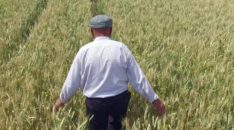 Aerial view of elderly peasant walking in the wheat field,dolly shot,slow motion Stock Footage 64495614