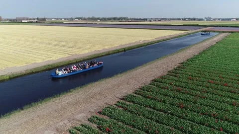 Aerial view of electrically propelled tour boat moving in between tulip fields Stock Footage 263645574