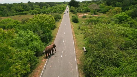 Aerial view of elephant crossing asphalt road in Sri Lanka wildlife reserve Stock Footage 274409697