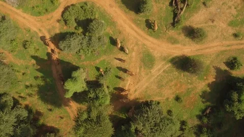 Aerial view of elephant herd in green bushland, Kenya Stock Footage