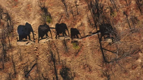 Aerial view of elephants moving through a dry forest landscape Stock Footage 270443357