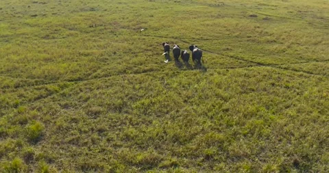 Aerial view of elephants walking in grass, Mozambique. Stock Footage 325848702