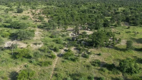 Aerial View. Elephants Walking. Trees. Dust. Kruger Park. South Africa. 4K | HD Stock Footage 204001576