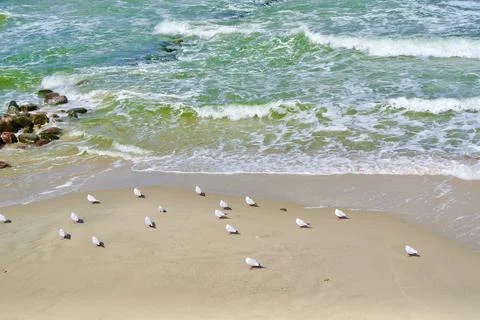 Aerial view on empty beach with waves, sand and seagulls birds. Baltic Sea .. Stock Photos