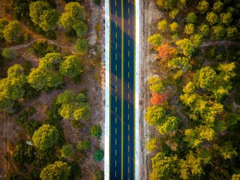 Aerial view of empty highway cutting through dense pine forest Stock Photos