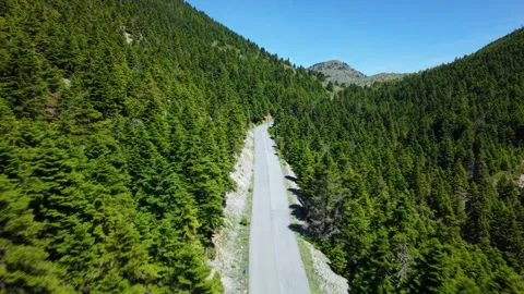 Aerial view of an empty mountain road winding through dense fir forest in Stock Footage 345276465