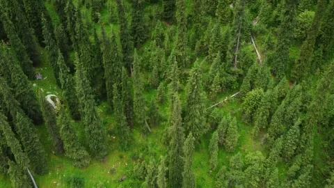 Aerial View of Empty Mountain Serpentine Winding Through Pine Forest Video stock 331991218