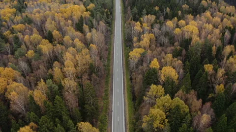 Aerial view of the Empty road in the middle of the autumn forest Stock Footage 96285918