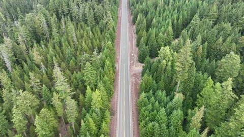 Aerial View of Empty Road Through Green Pacific Northwest Forest Stock Footage 251670085