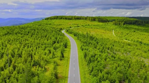 Aerial View of an Empty Road through Green Forest Stock Footage 339159275