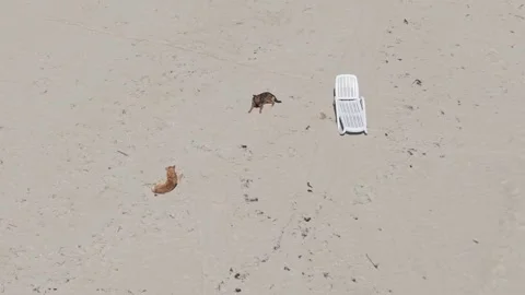 Aerial view of empty sandy beach with dogs and sunbed Video stock 332247314