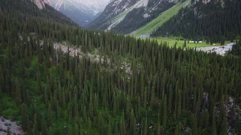 Aerial View of Endless Coniferous Forest Ridge Video stock 331792697