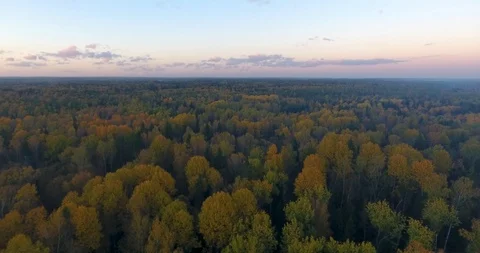 Aerial view of the endless forest at sunset. Stock Footage 92960869