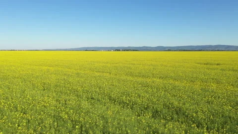 Aerial view of endless rapeseed field in bloom from drone pov Vídeos de archivo 153843345