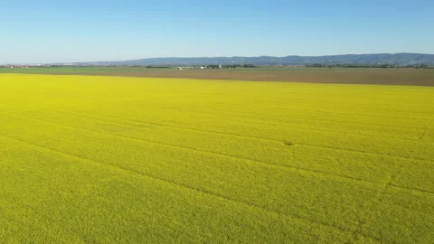Aerial view of endless rapeseed field in bloom from drone pov 스톡 동영상 153843424