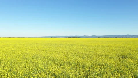 Aerial view of endless rapeseed field in bloom from drone pov Vídeos de archivo 153843515