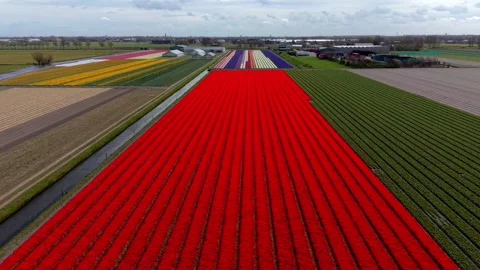 Aerial view of endless red tulip field with colorful flower rows, tradition Stock Footage 336932254