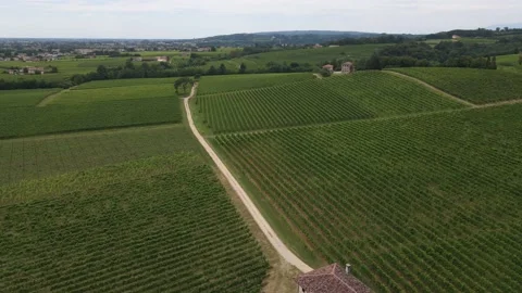 Aerial View Of Endless Rows Of Famous Prosecco Wine Vineyards, Susegana Italy Stock Footage 144943791