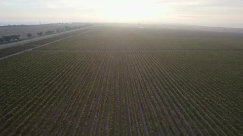 Aerial view on Endless rows of vineyards at sunrise Stock Footage 264020240
