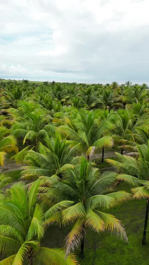 Aerial view of endless Sandy Beach Of Ecuador With Palm Tree Forest. Vídeos de archivo 250402555