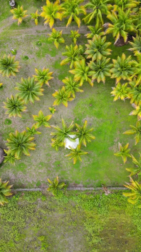 Aerial view of endless Sandy Beach Of Ecuador With Palm Tree Forest. Vídeos de archivo 250402573